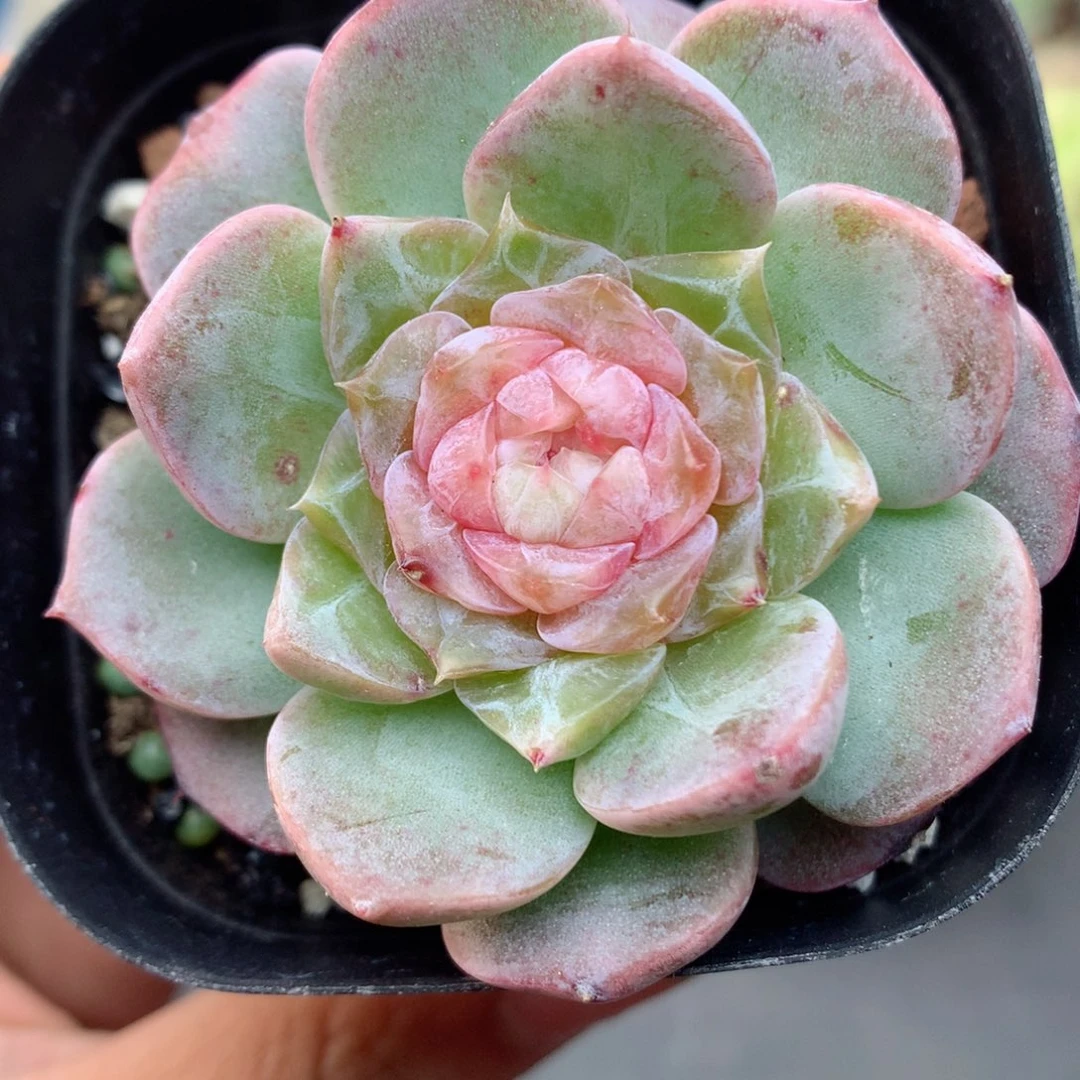 58包邮  群生不包整66