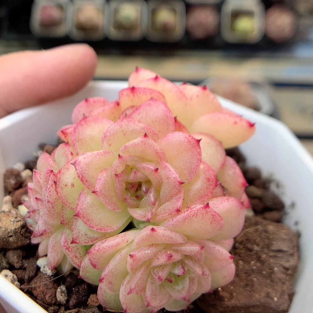 X82 ，20包邮两天凑单偏远不发货