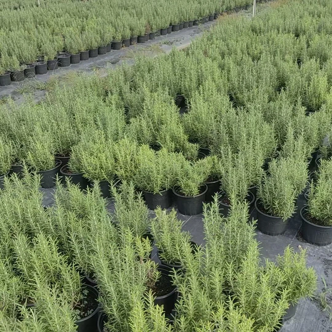 迷迭香盆栽四季常青可食用香草驱蚊提神醒脑好养活客厅观赏绿植