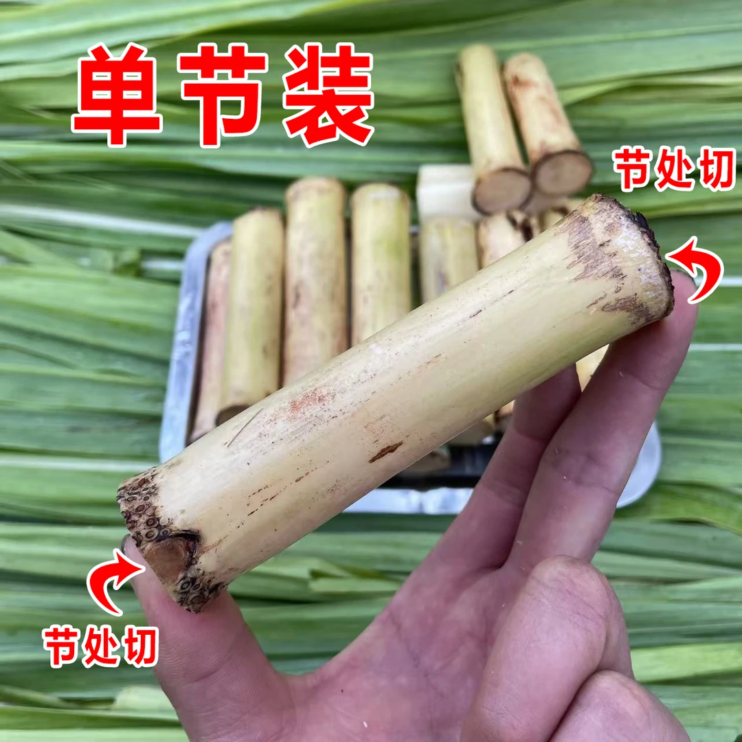 （单节 款）一节装 木格白玉蔗手撕果蔗玻璃脆白玉甘蔗新鲜多汁果蔗