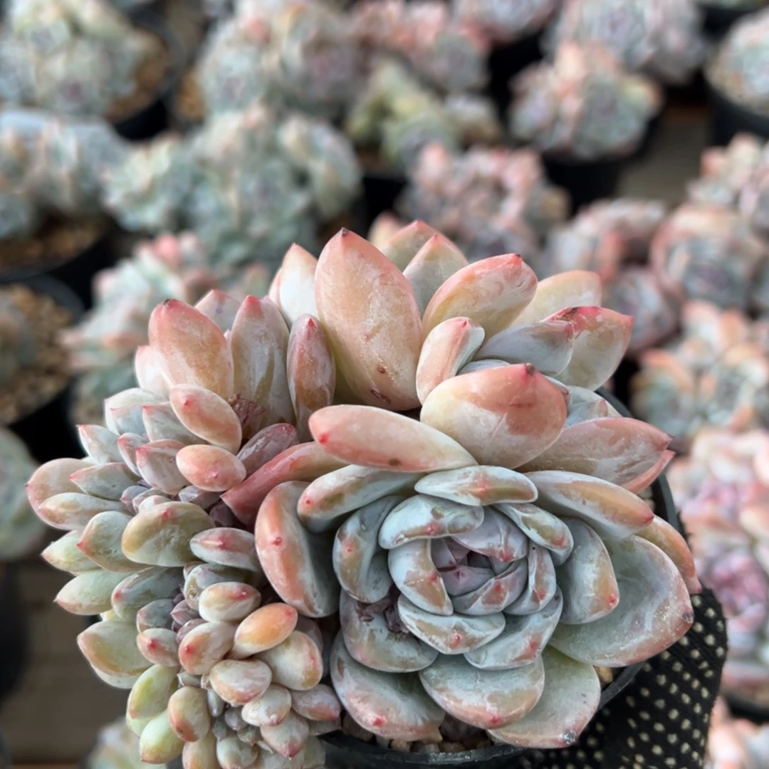 朵缀炸炸炸炸炸炸炸炸