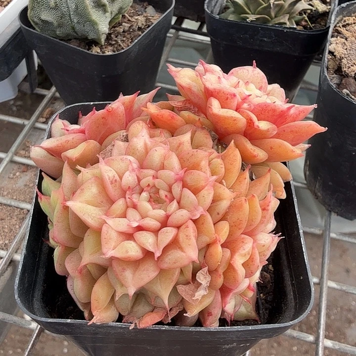 特斯拉多头群7仙人球