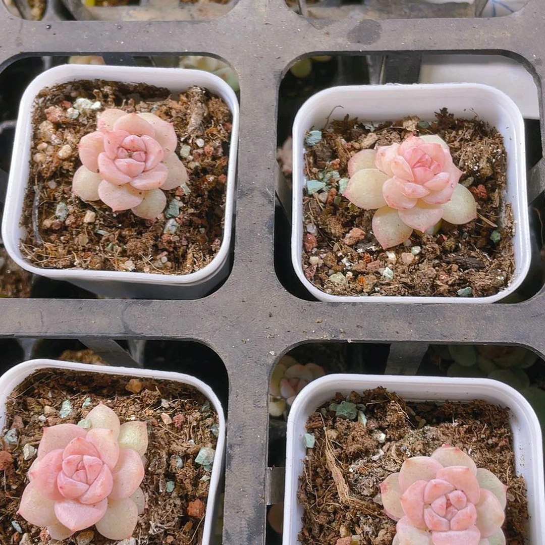 粉钻盆一个满25包邮