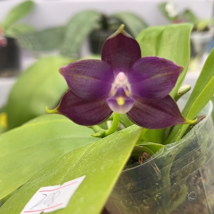 全部花苞2.5寸杯BKH2301