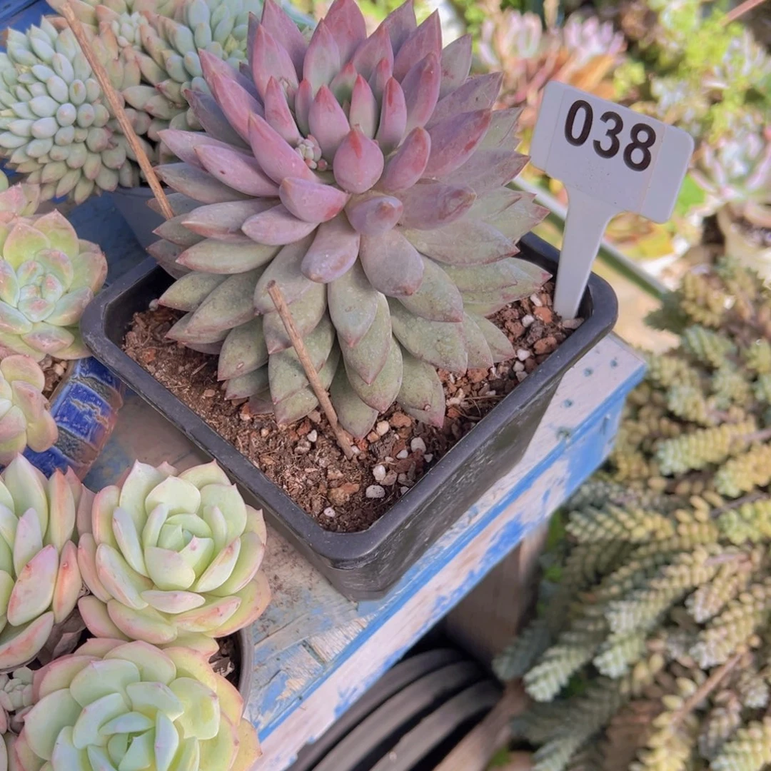 038号虞美人多肉植物