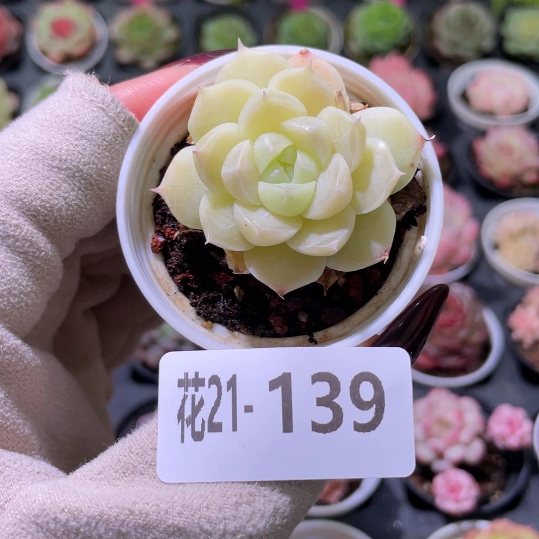 花利美21-139麦秆