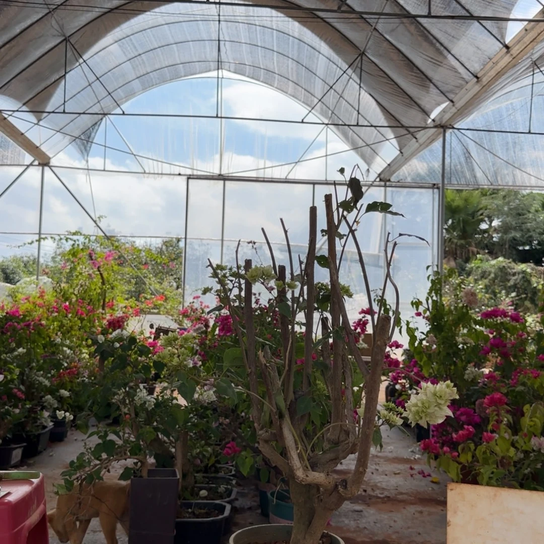 大部分花苞少量开放怡景重瓣粉78