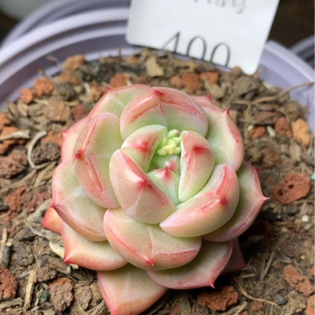 【闪购商品】云400