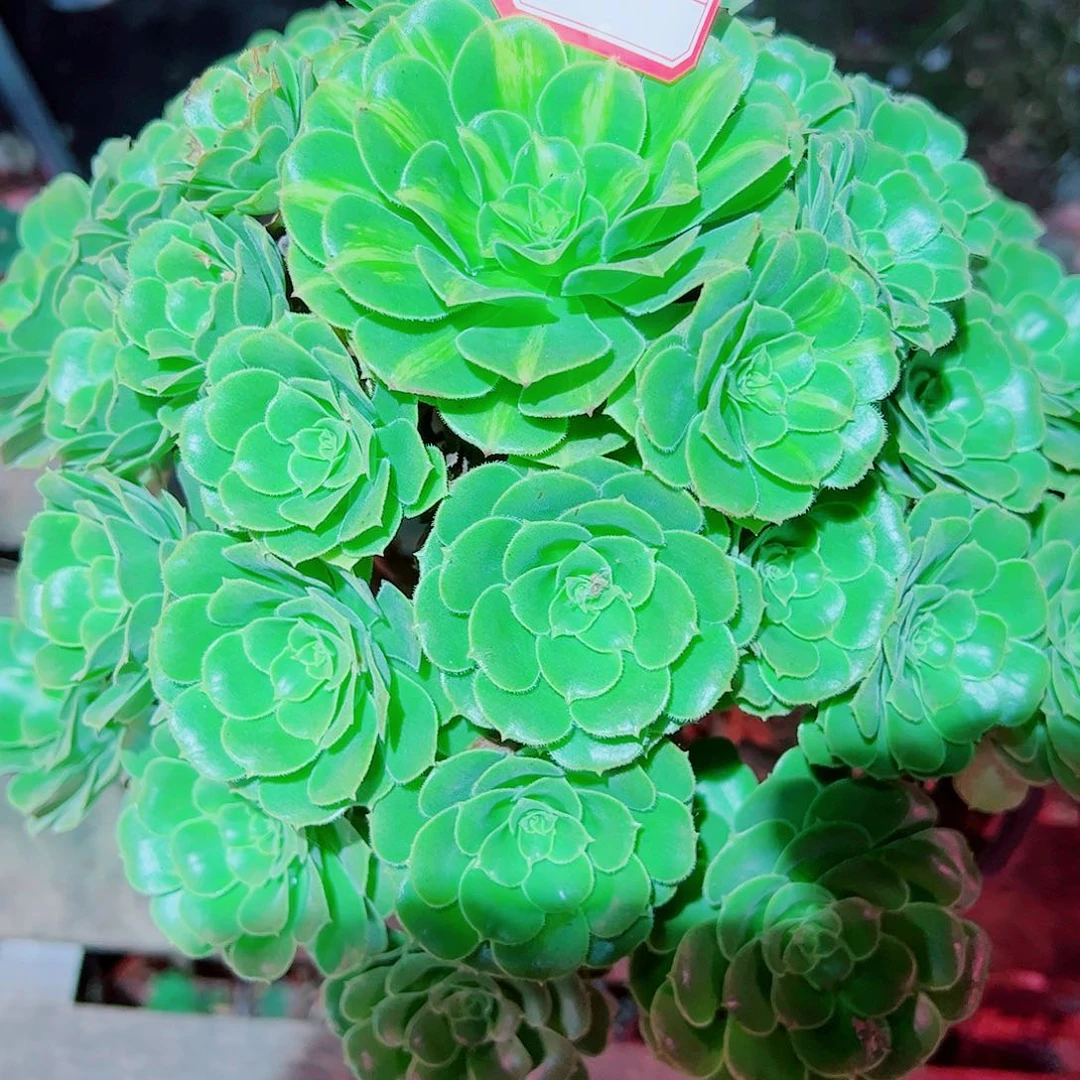11多肉植物保护研究所所长