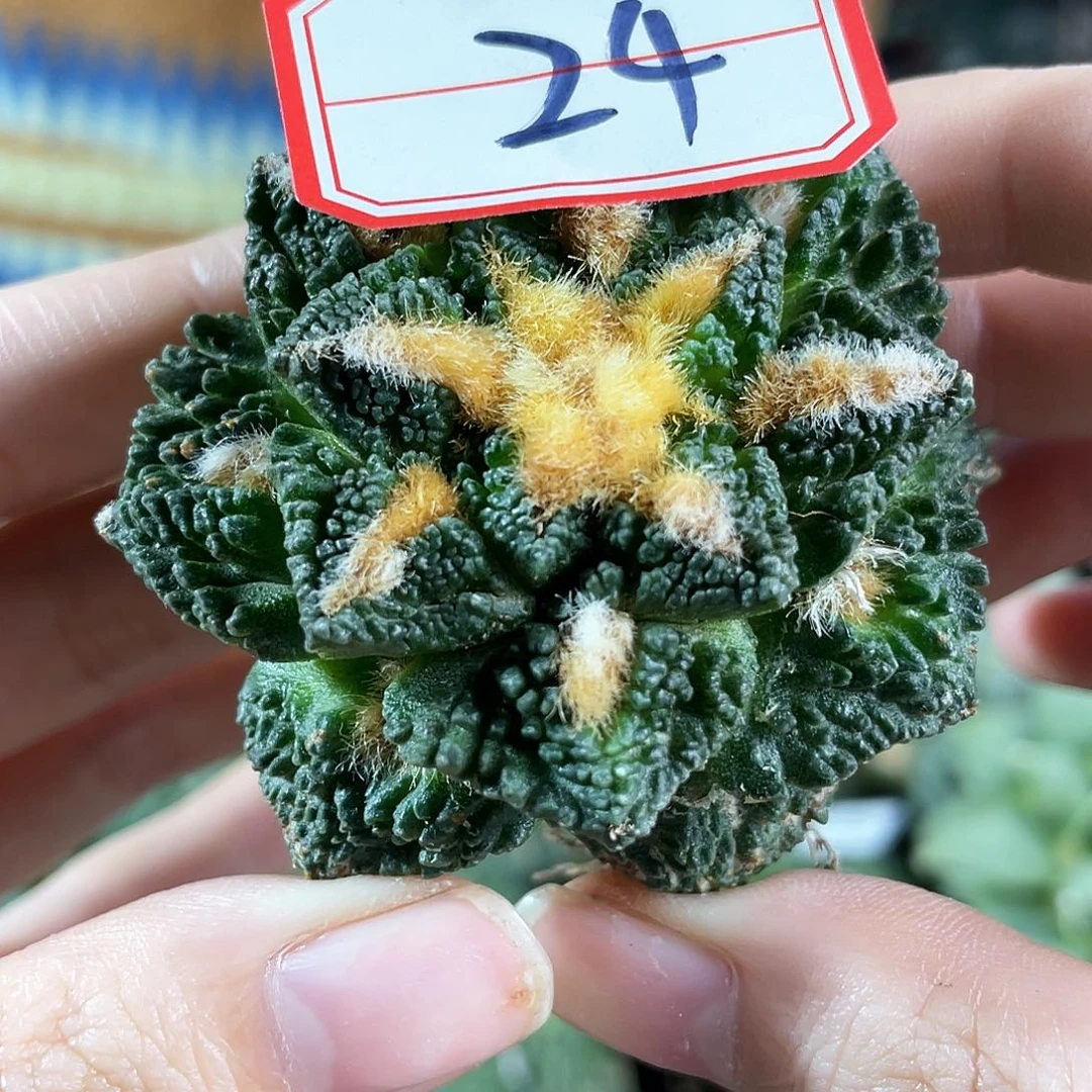 24号自根勉强辛顿牡丹萝卜根
