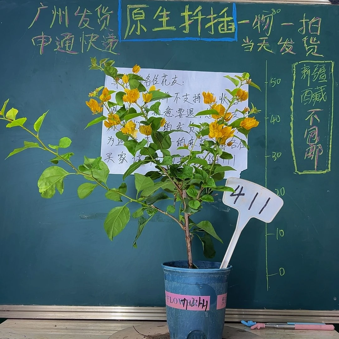 当前无花栽培后可以开花   加州黄金  411