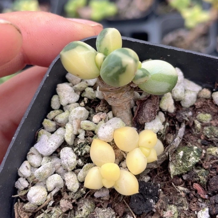 一我一拍满18包邮