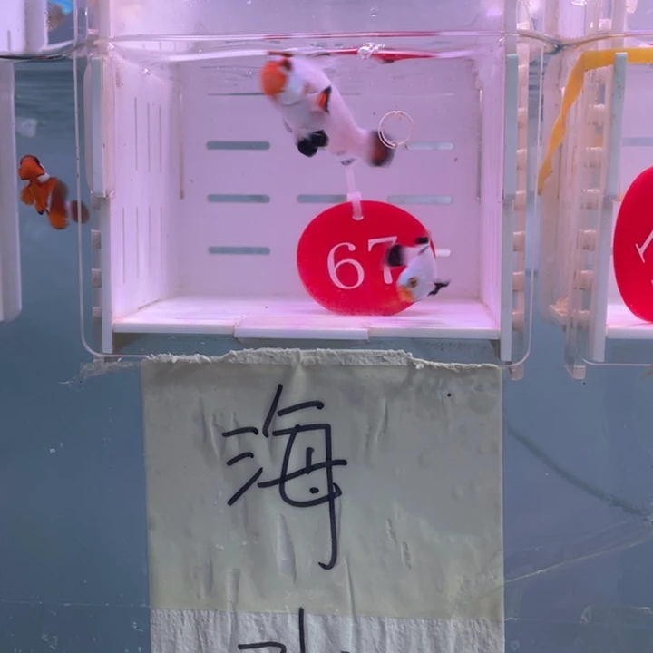 海水鱼精品白金4+配3+