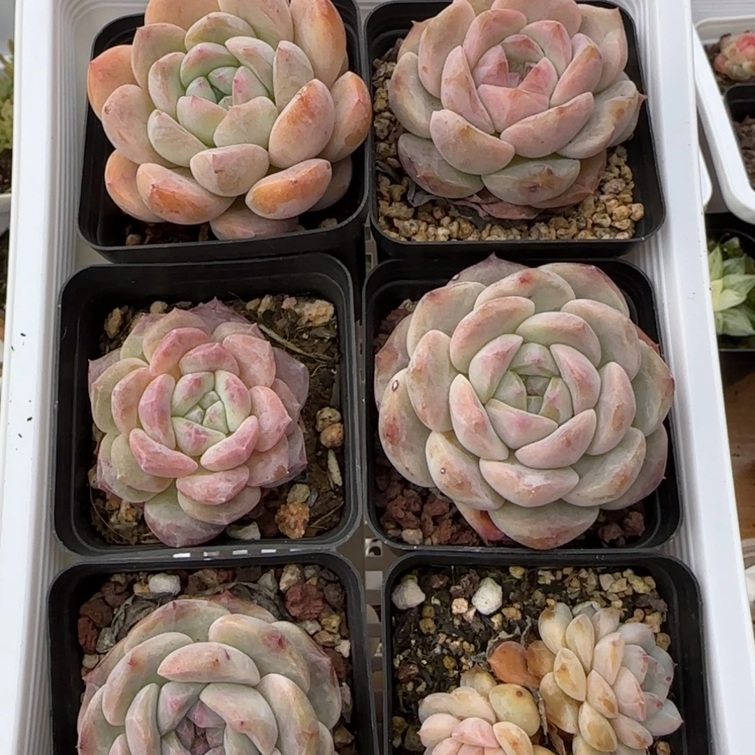 668号珍妮混合拍一发六