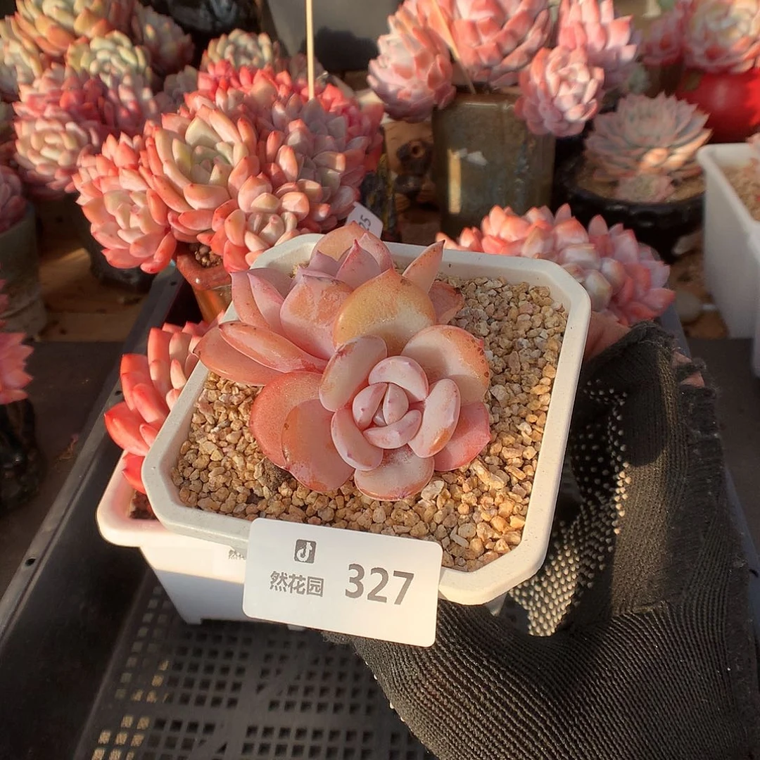 327奶茶多肉植物66666