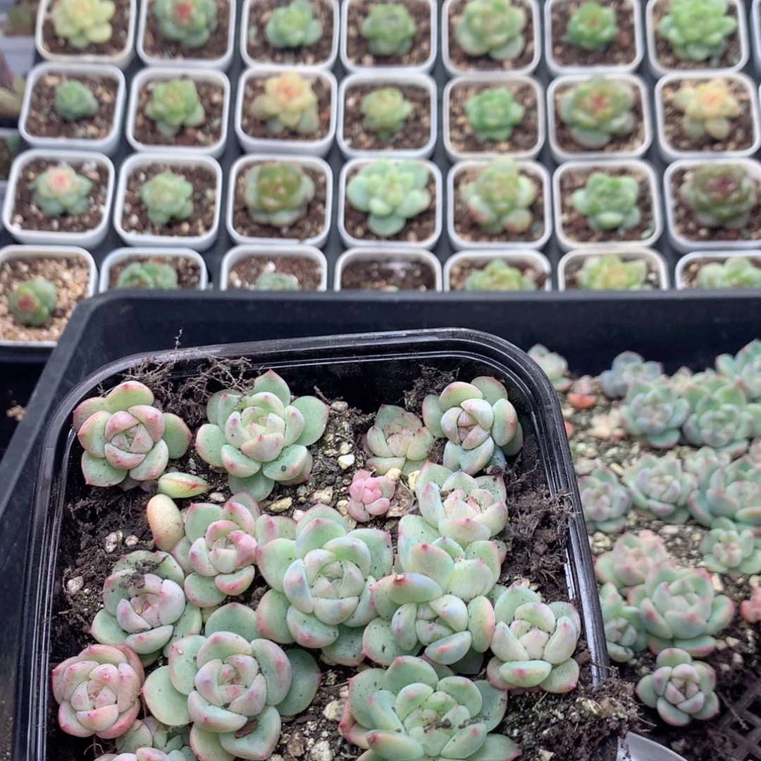 无花朵T81英语英语