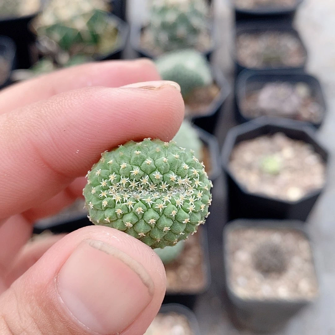 冯**嘞实生菊水缀化2.2公分左右