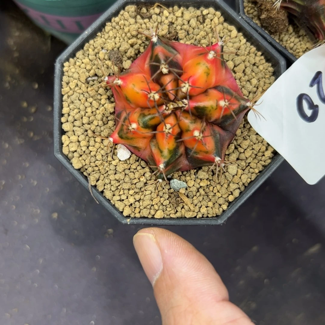 氯***钾020号米哈仙人球多肉植物