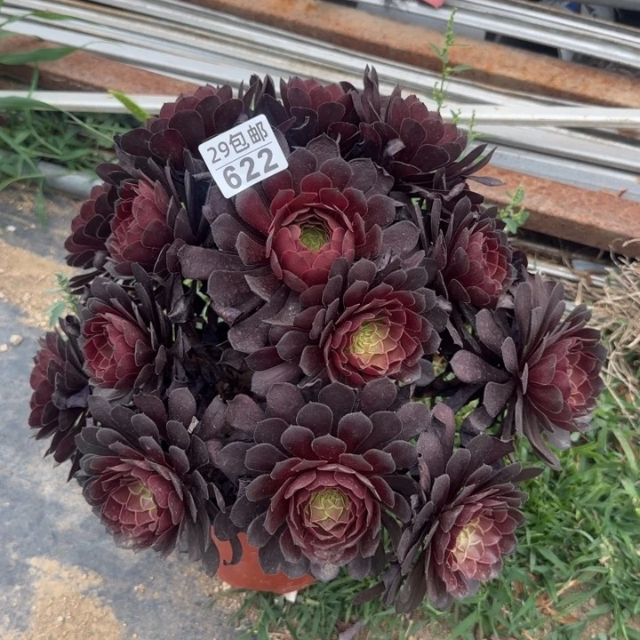 黑痛……多肉植物……