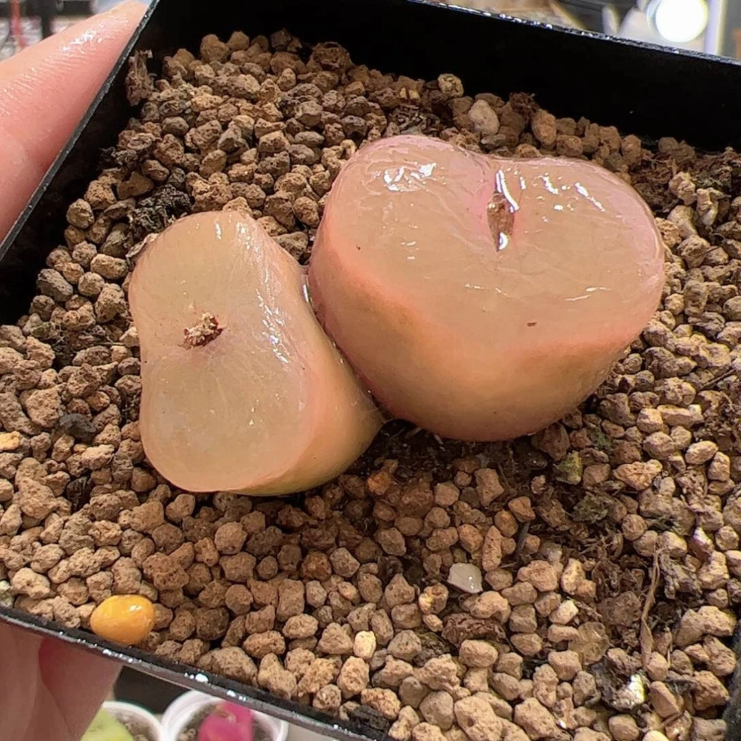 【闪购商品】46 粉超毛1430.48