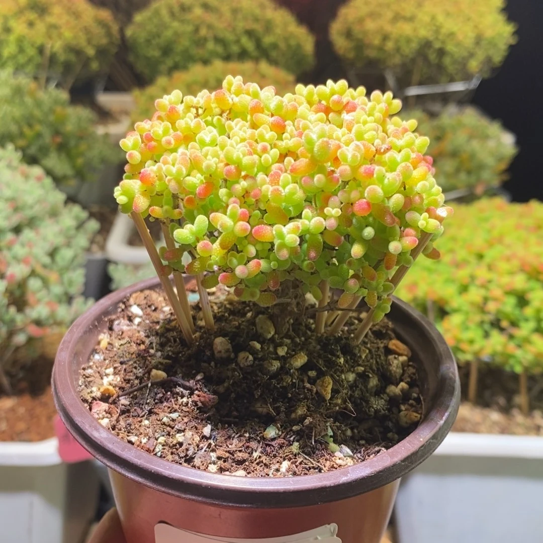 枝干番杏蜜桔180