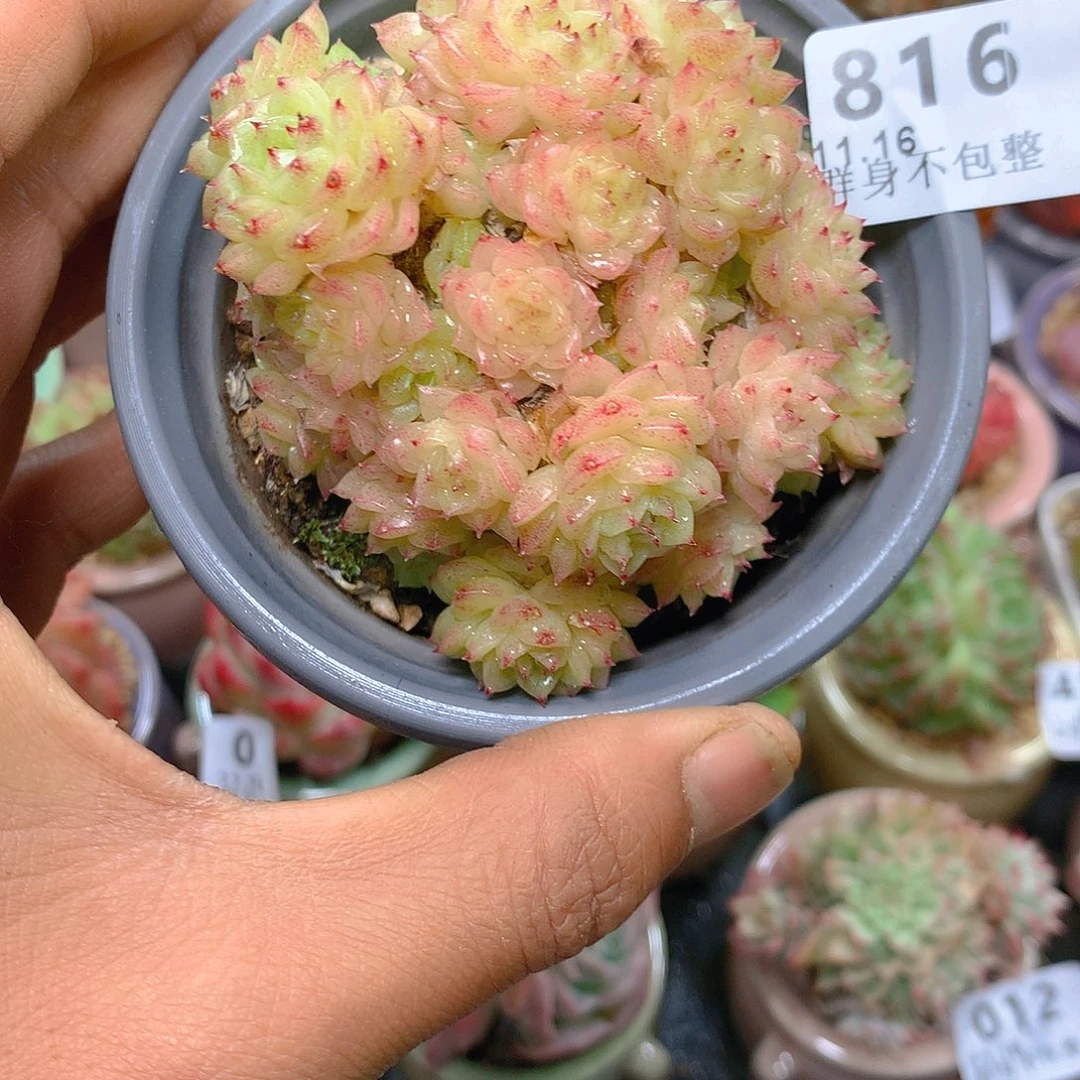 精控拇指盆11.16816