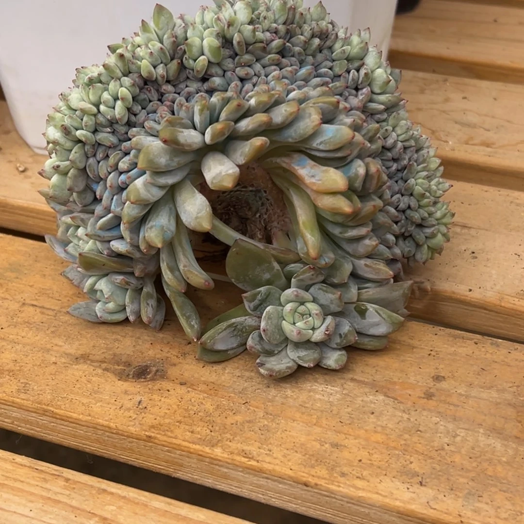 萍***聚星影缀化实生发货