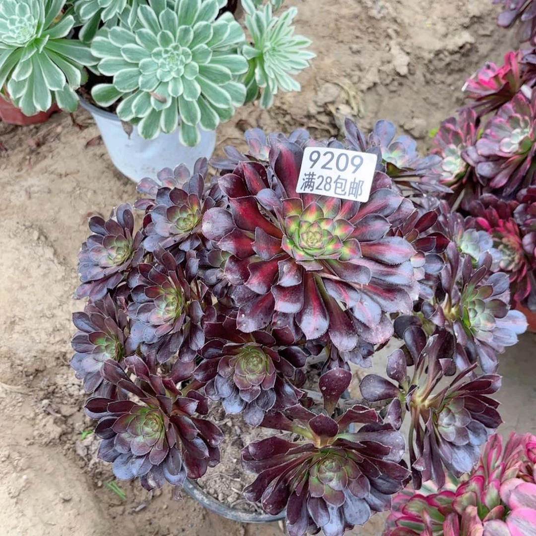9209晚霞多肉