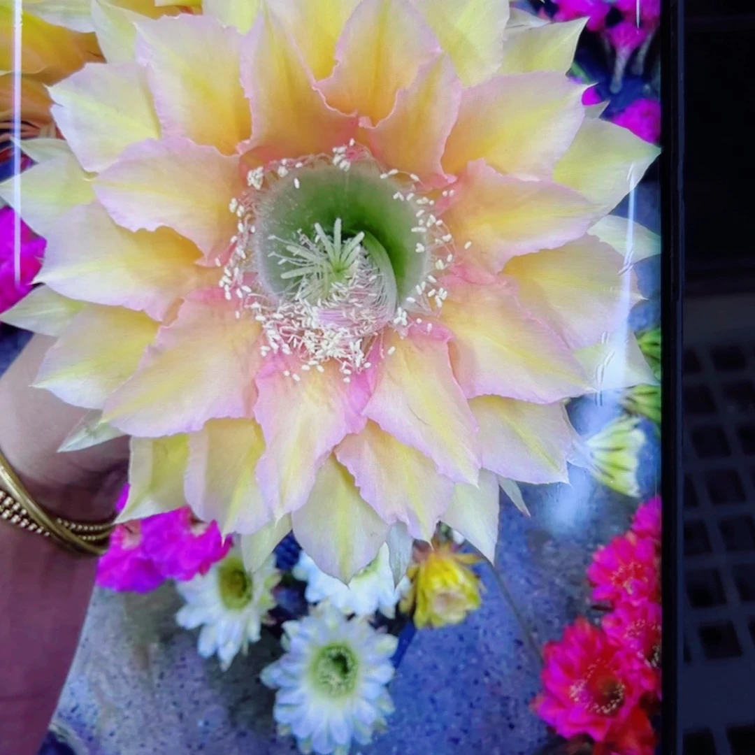 下64彩草N28 歪无根侧芽4公分左右20包邮