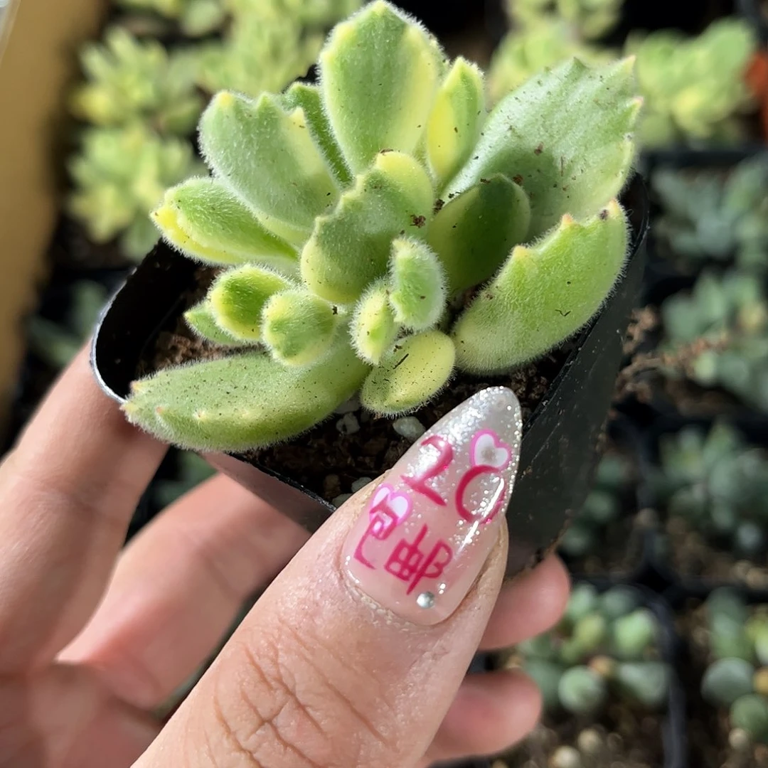 白熊单头发货有根