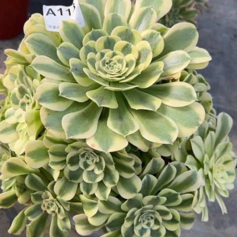 113绿豆沙25厘米左右