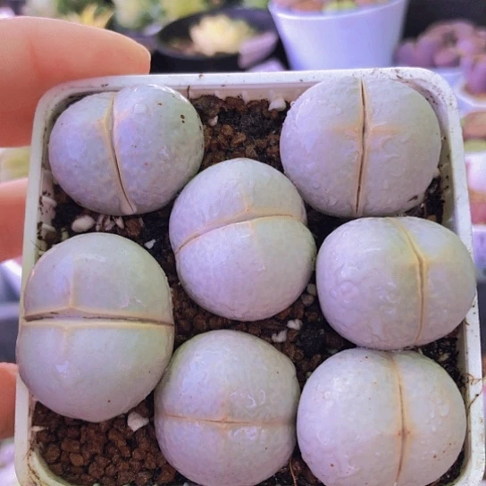 无花朵0650，2.6-2.8厘米微瑕如图高尔夫