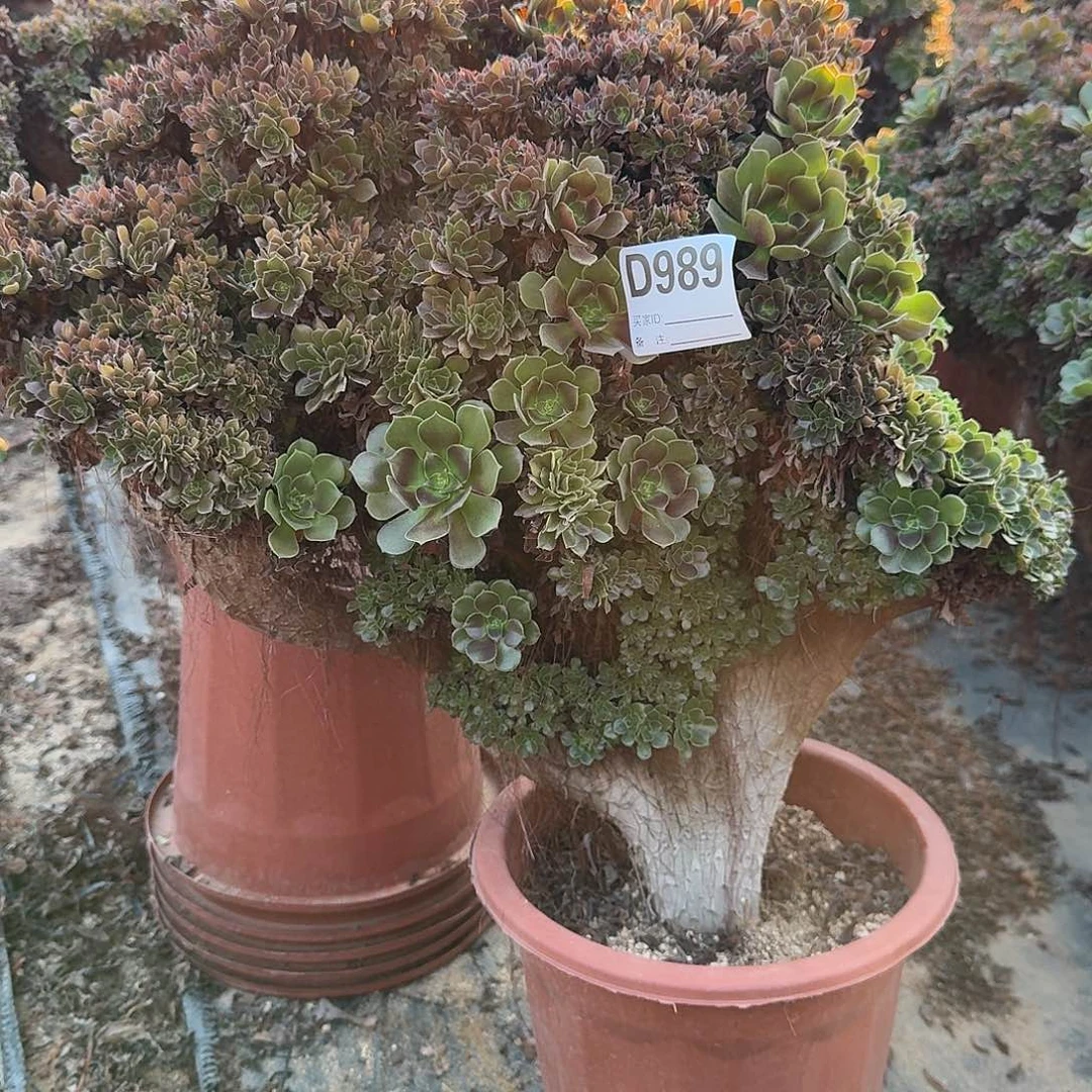 989玫瑰朵朵有大伤一颗呀呀