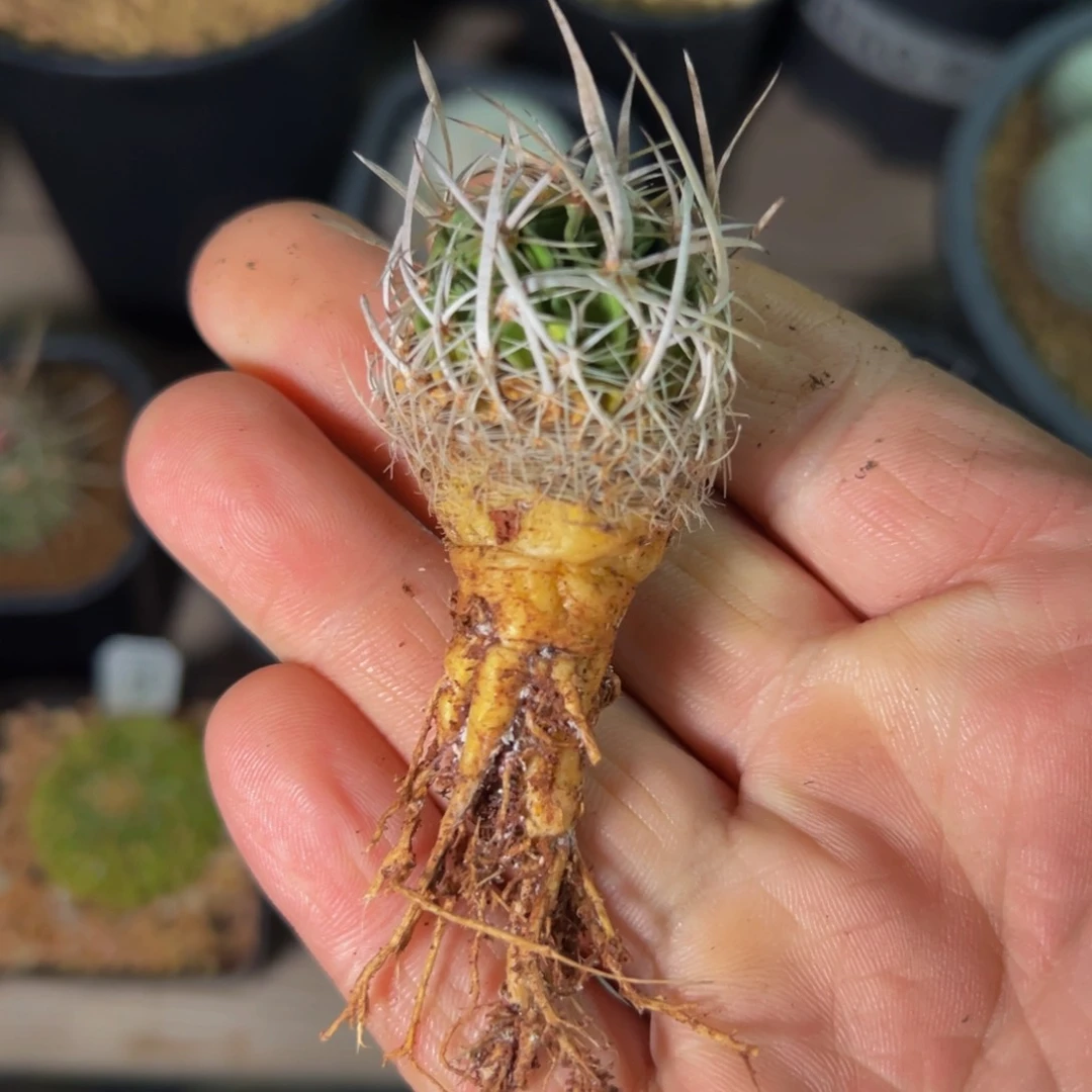 ꪝ*仙人球多肉植物脱土