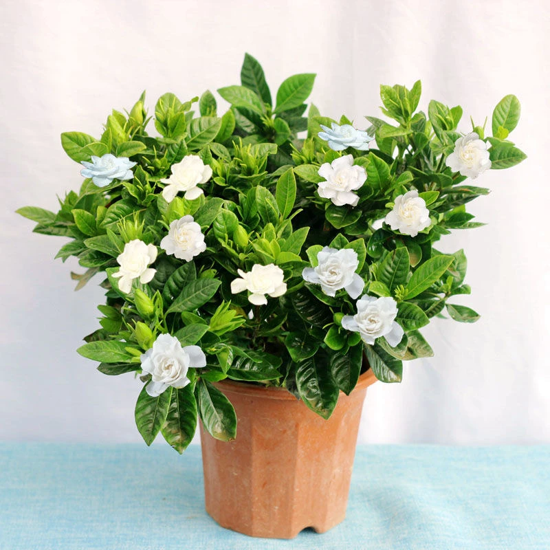 160规格栀子花室内清香绿植摆放开花绿植好养香味满盆开花栀子花