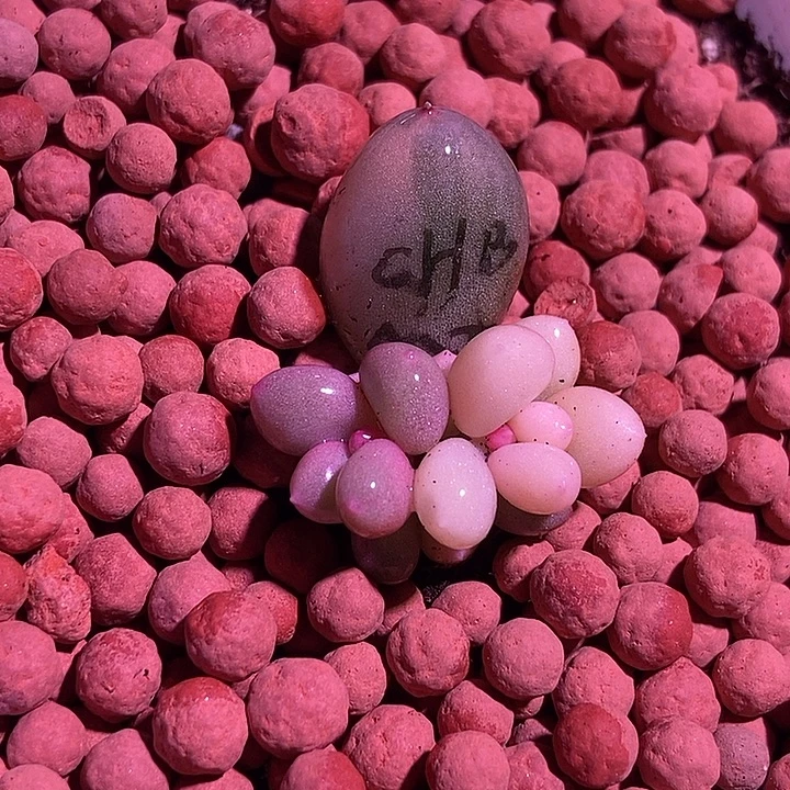 白彩虹奶酪锦多肉植物