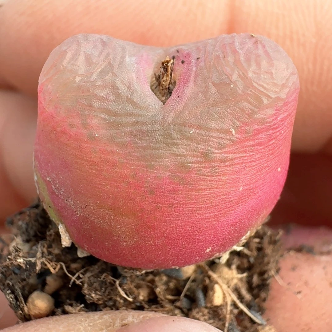 839粉色000000000000