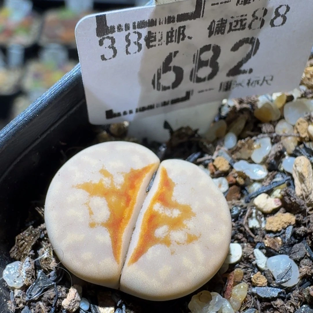 Ssss精品生石花682