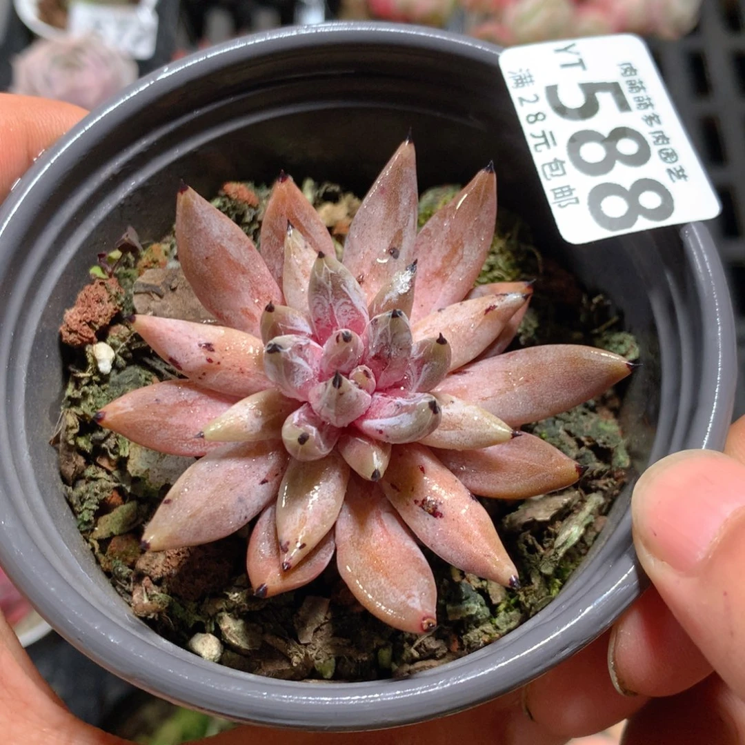 5CM拇指盆精控多肉YT588