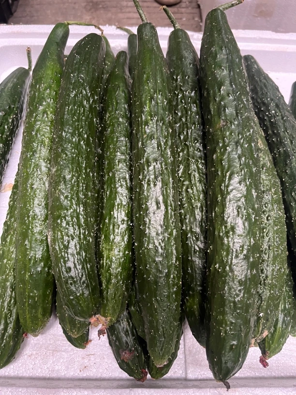 新鲜现摘黄瓜生吃蔬菜农家种植凉拌水果青瓜