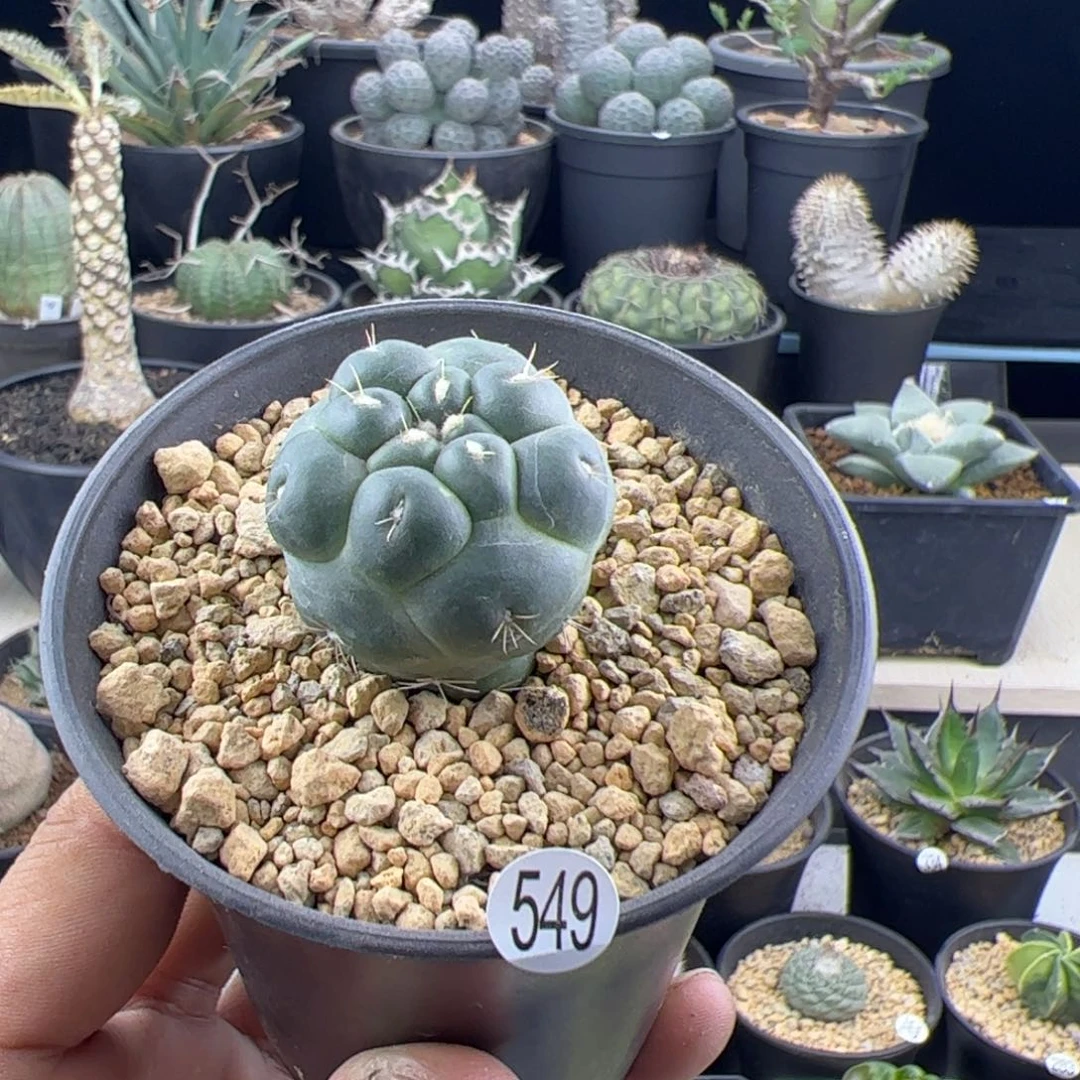 无刺象牙3一物一拍