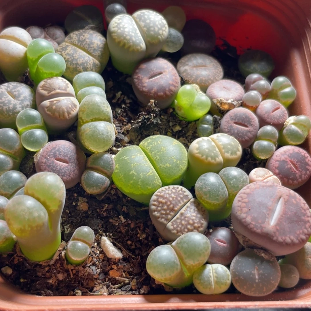 今晚大盆特价更新～23