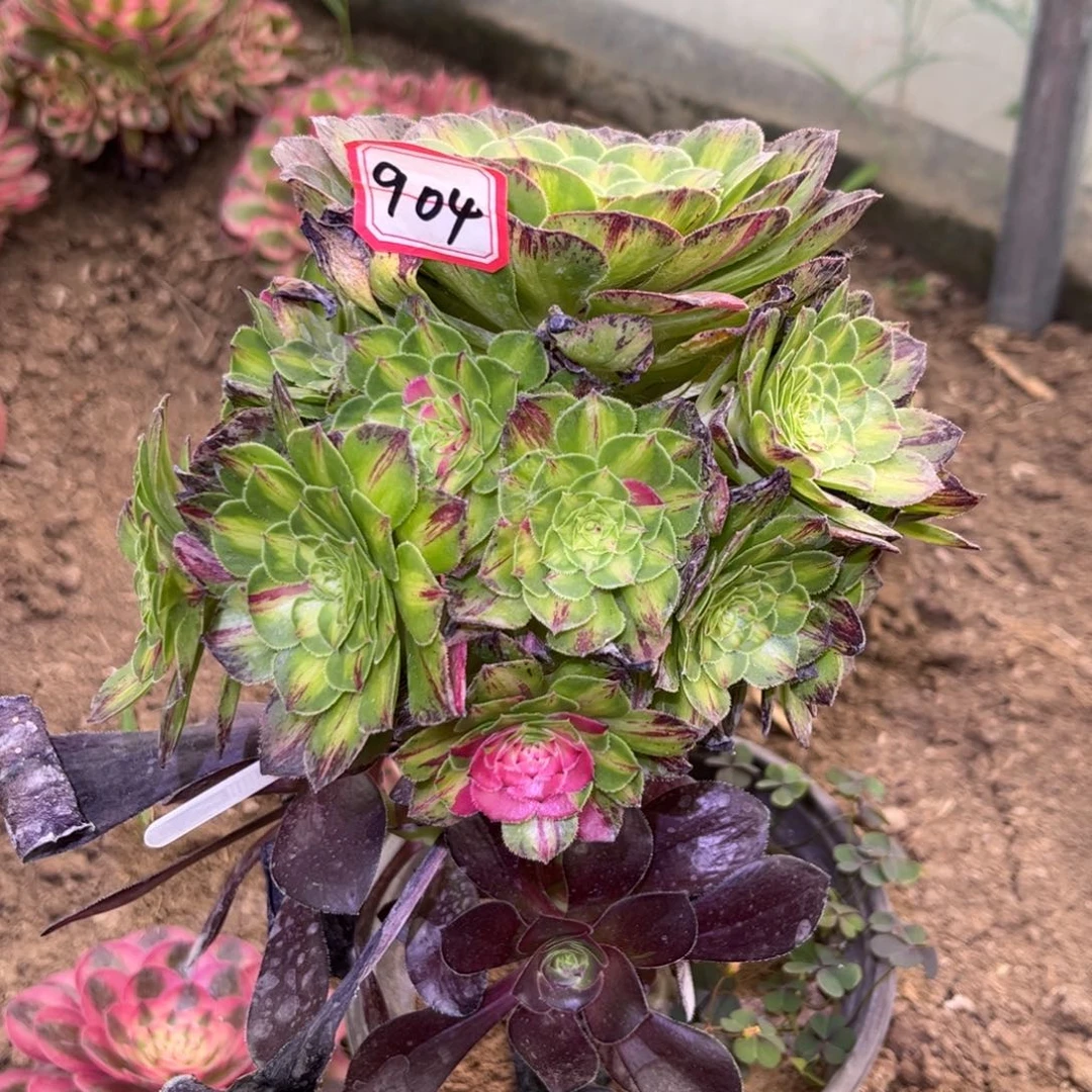 904多肉植物知否三代嫁接木