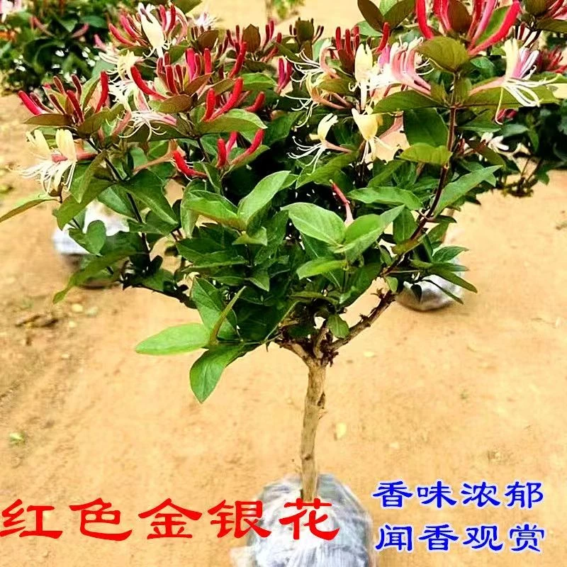 （原盆原土）多彩金银花树苗可食用可观赏南北方种植可爬藤