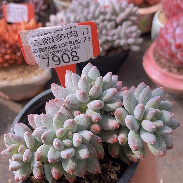 7908星月菩提。