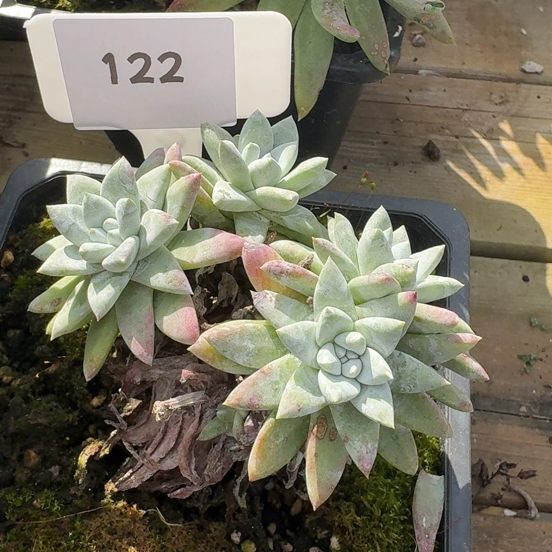 东***出多肉植物仙女杯1216122