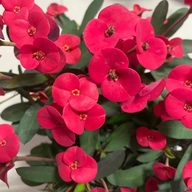 大花虎刺梅）耐热四季开花庭院阳台花园（不带盆发货）