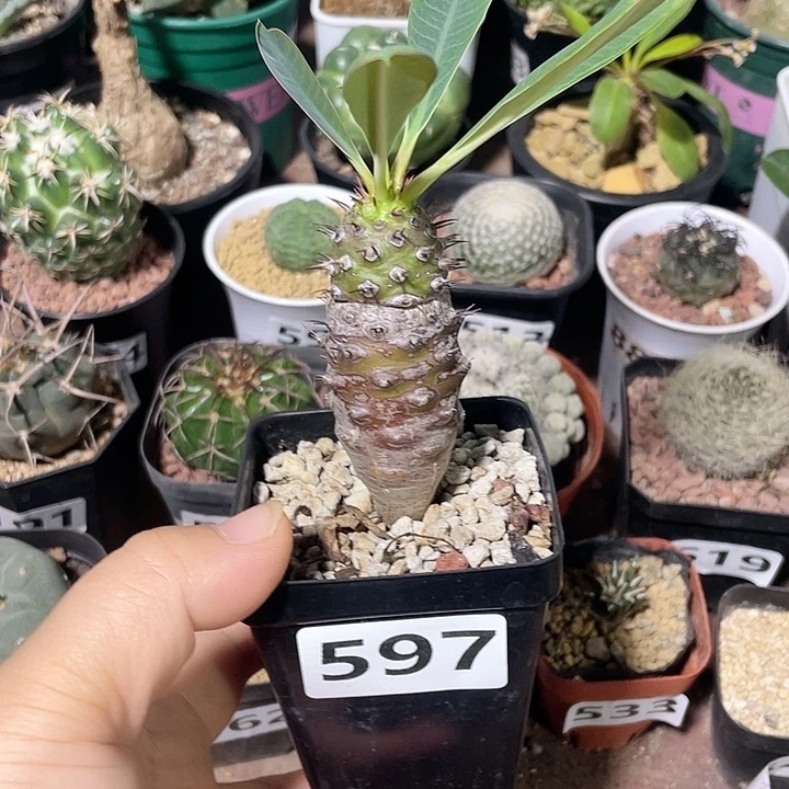 597瓶干麒麟块根，