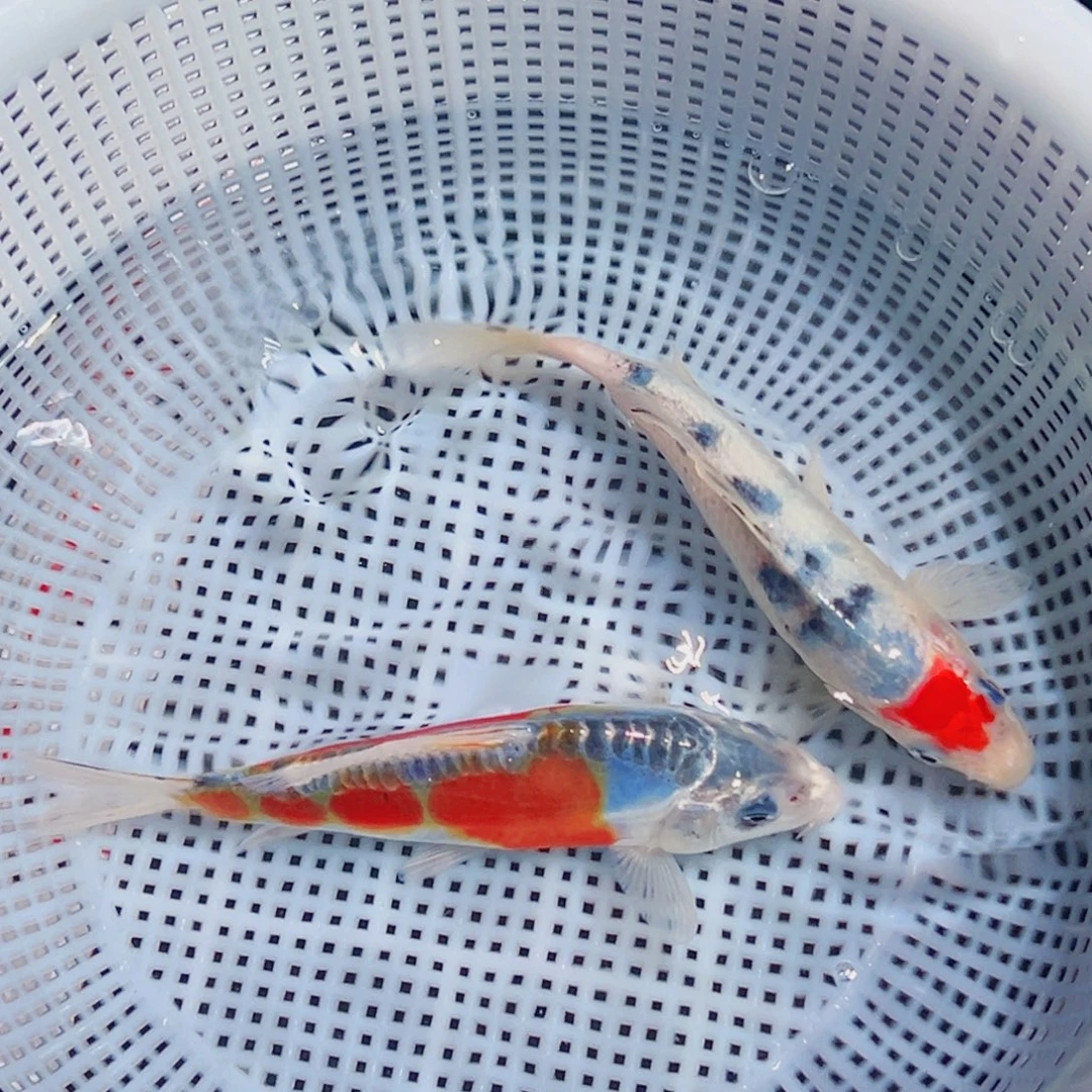 锦鲤锦鲤观赏鱼1111