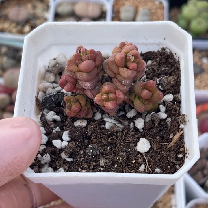 多肉植物一物一拍39